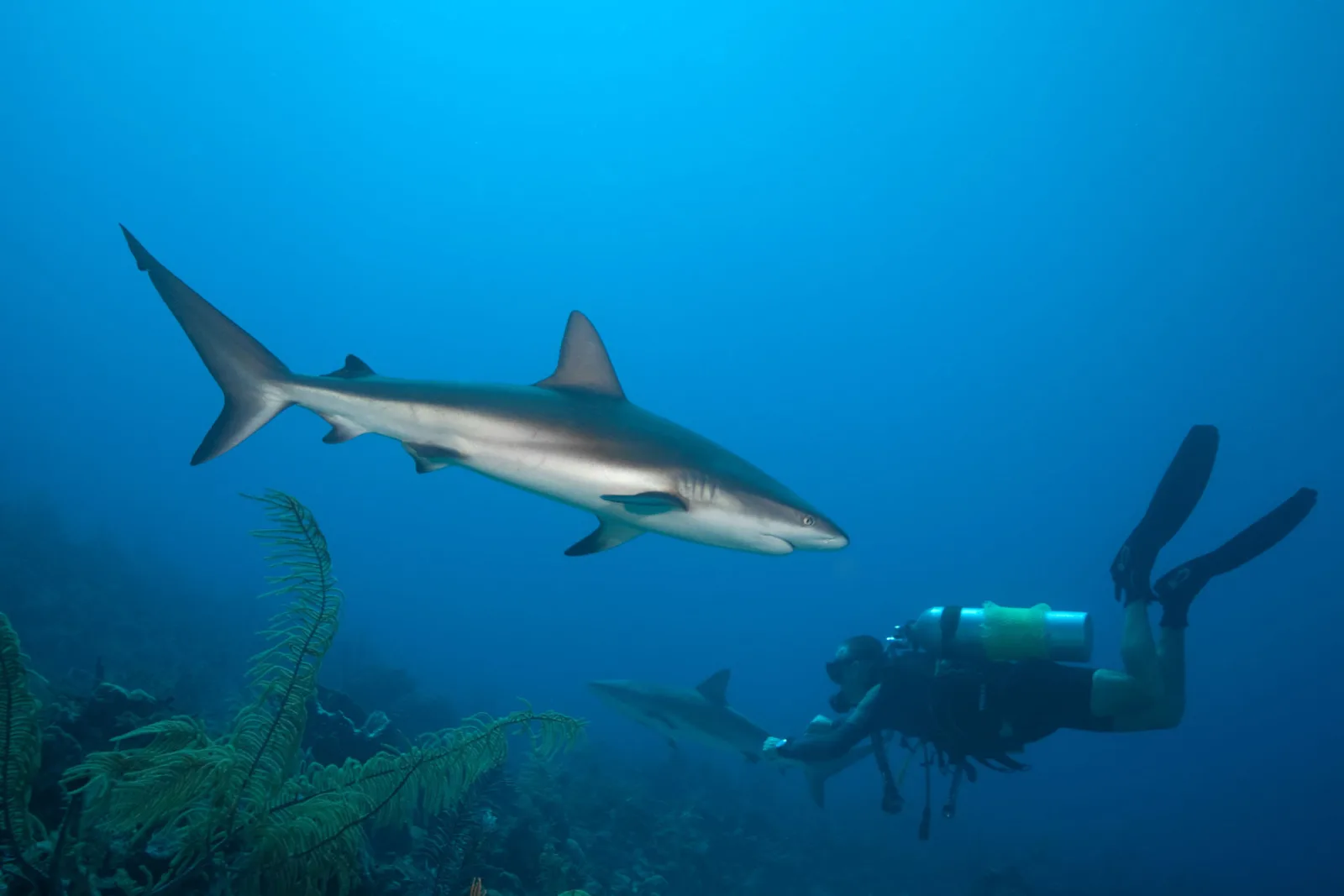 Caribbean reef shark and a diver over a Turks and Caicos reef