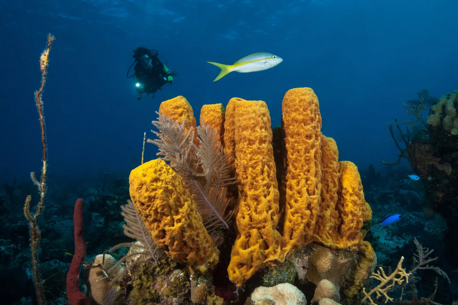 Yellow tube sponges and a diver on a Turks and Caicos wall
