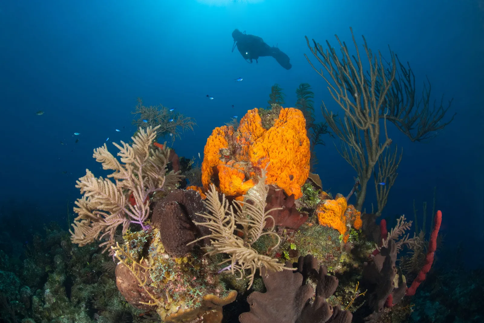 Orange sponges and gorgonians on a Turks and Caicos reef