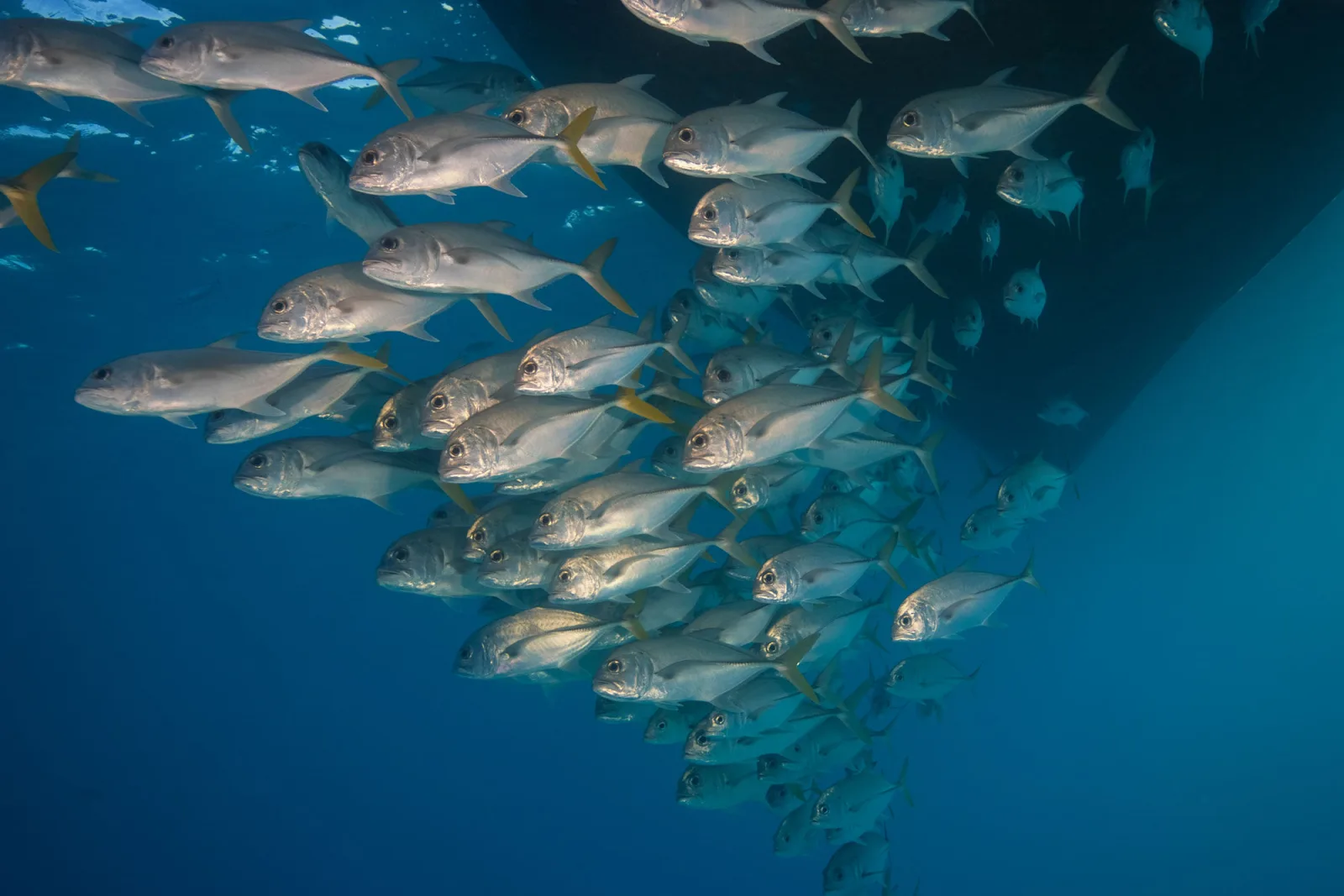School of horse-eye jacks alongside the hull