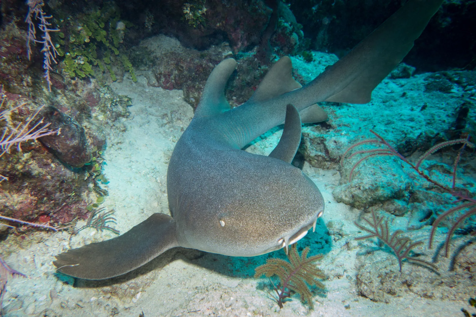 Nurse shark resting on sand among corals
