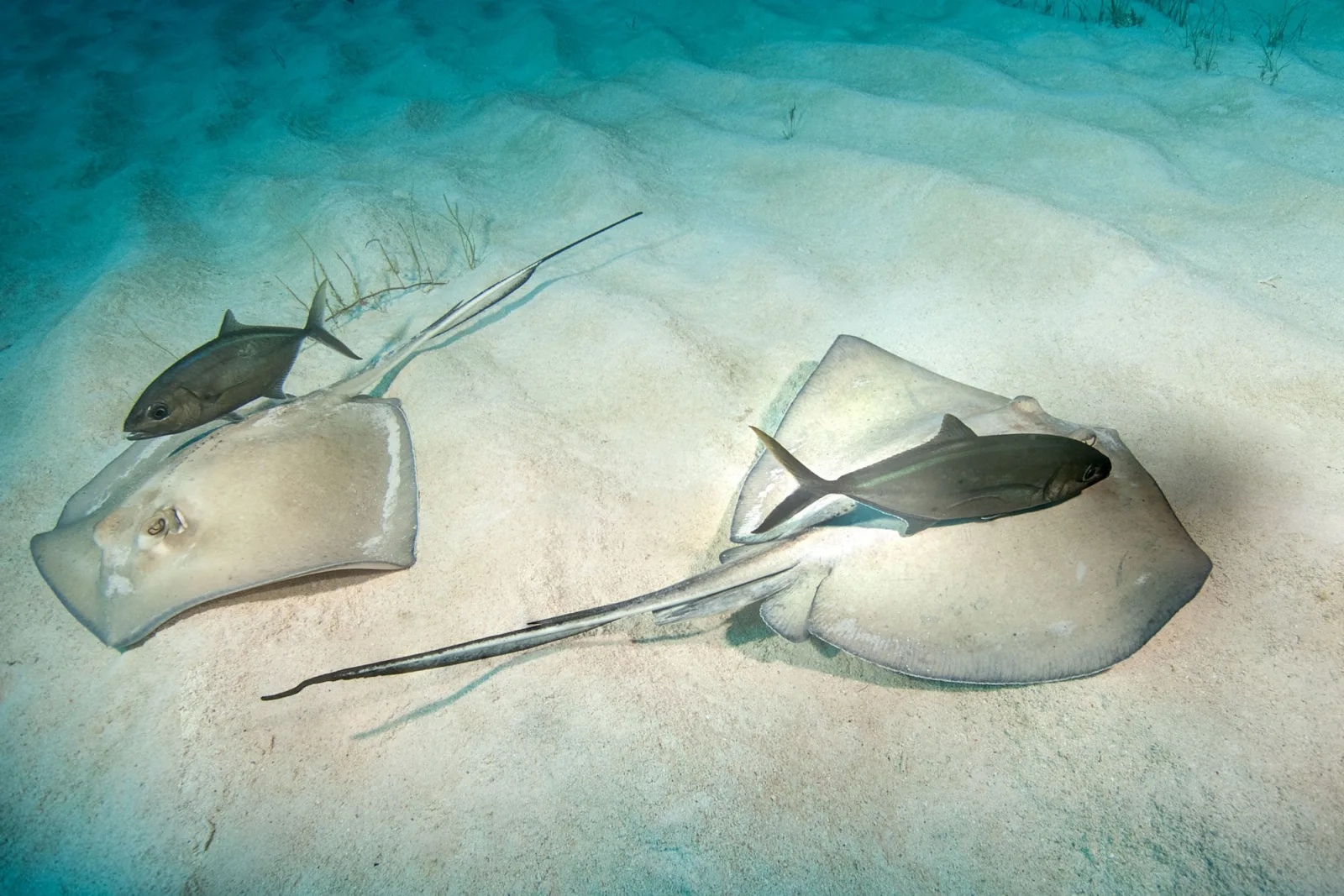 Two southern stingrays on a sandy shallow