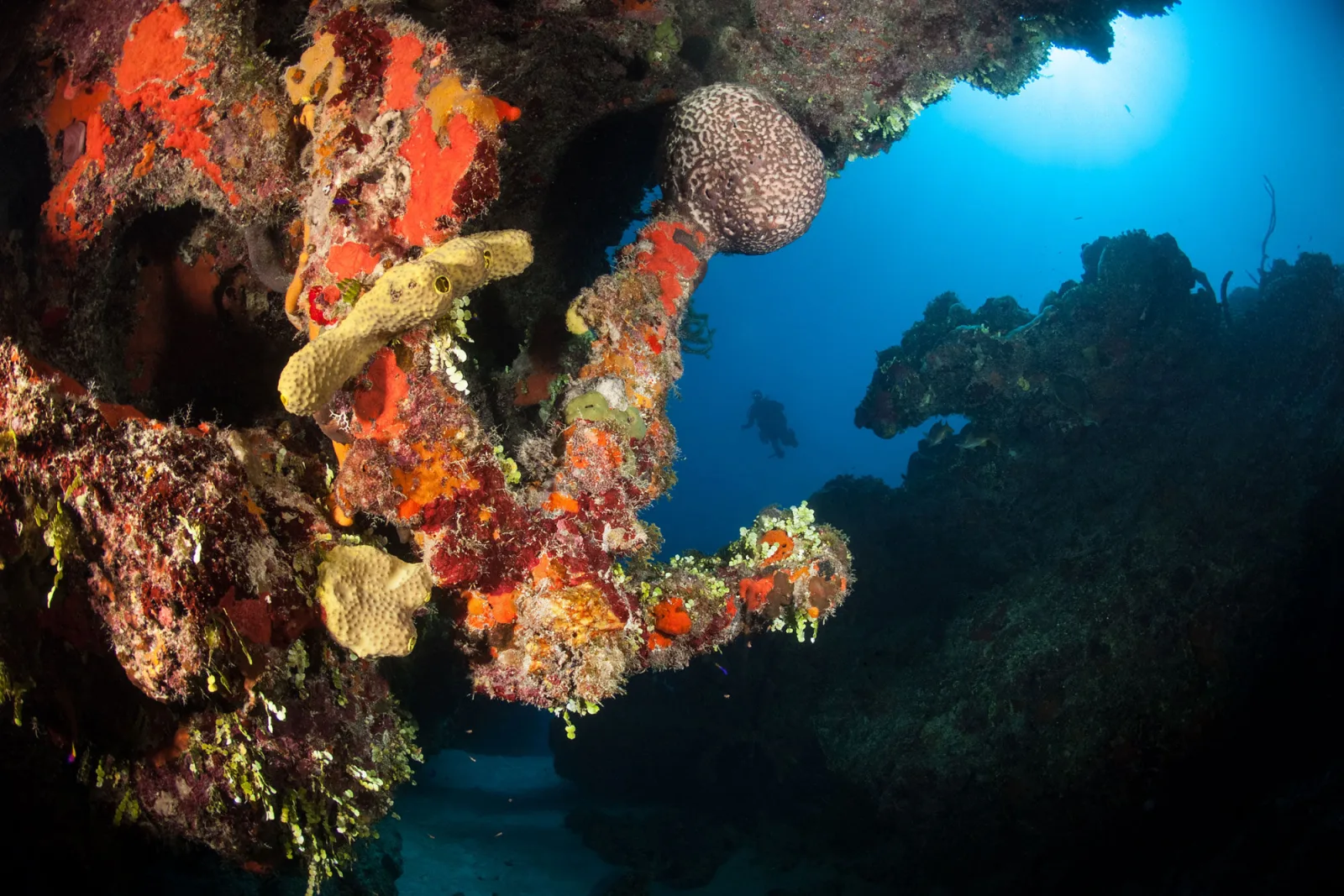 Coral-encrusted antique anchor on a Turks and Caicos wall