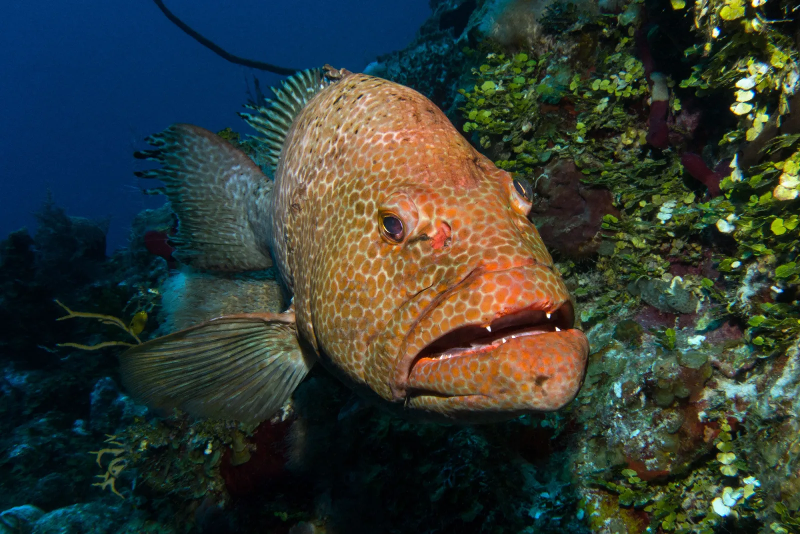 Large grouper beside a coral wall