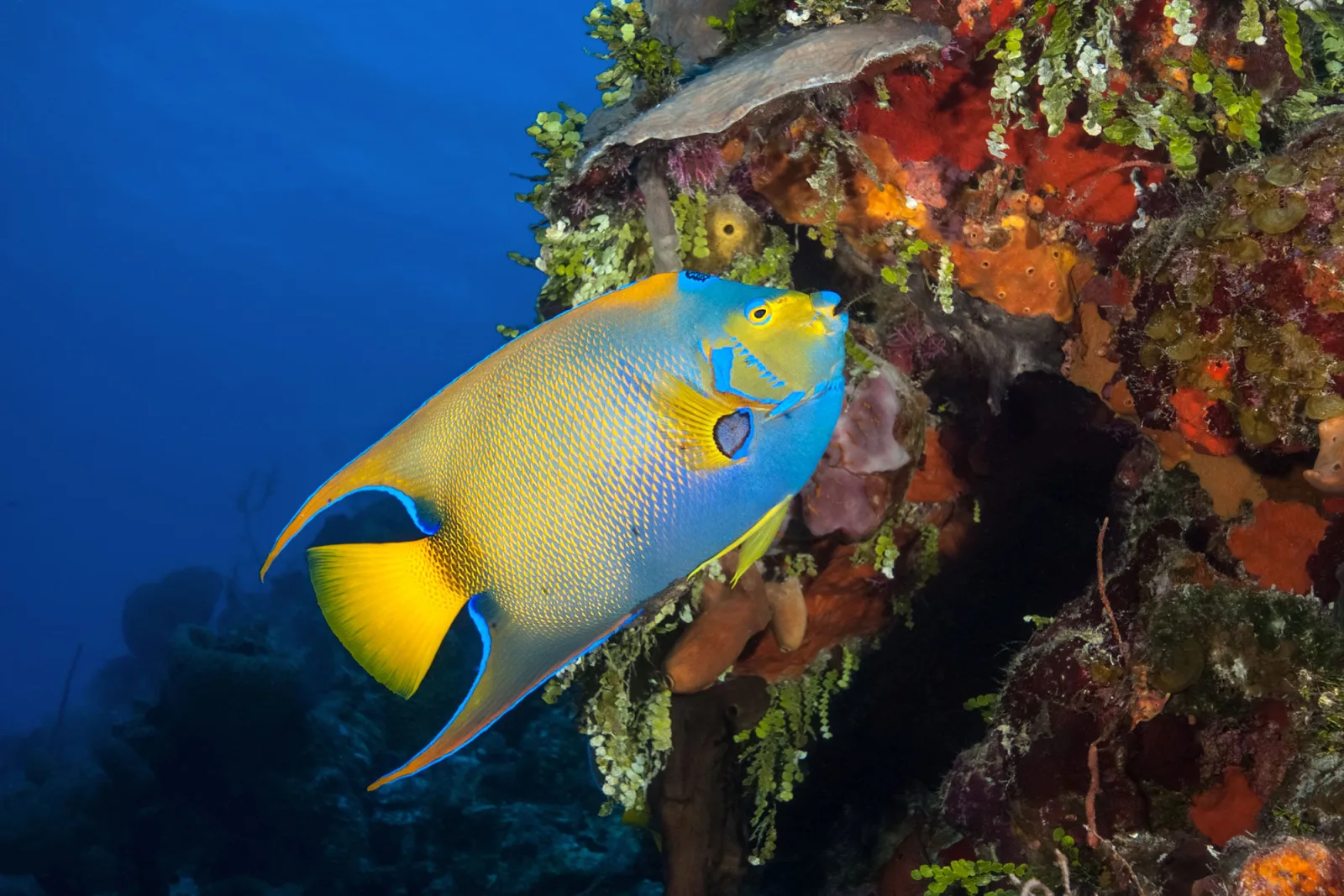 Queen angelfish on a Turks and Caicos reef