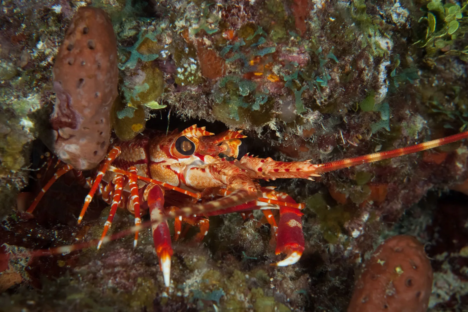 Caribbean spiny lobster in a reef crevice