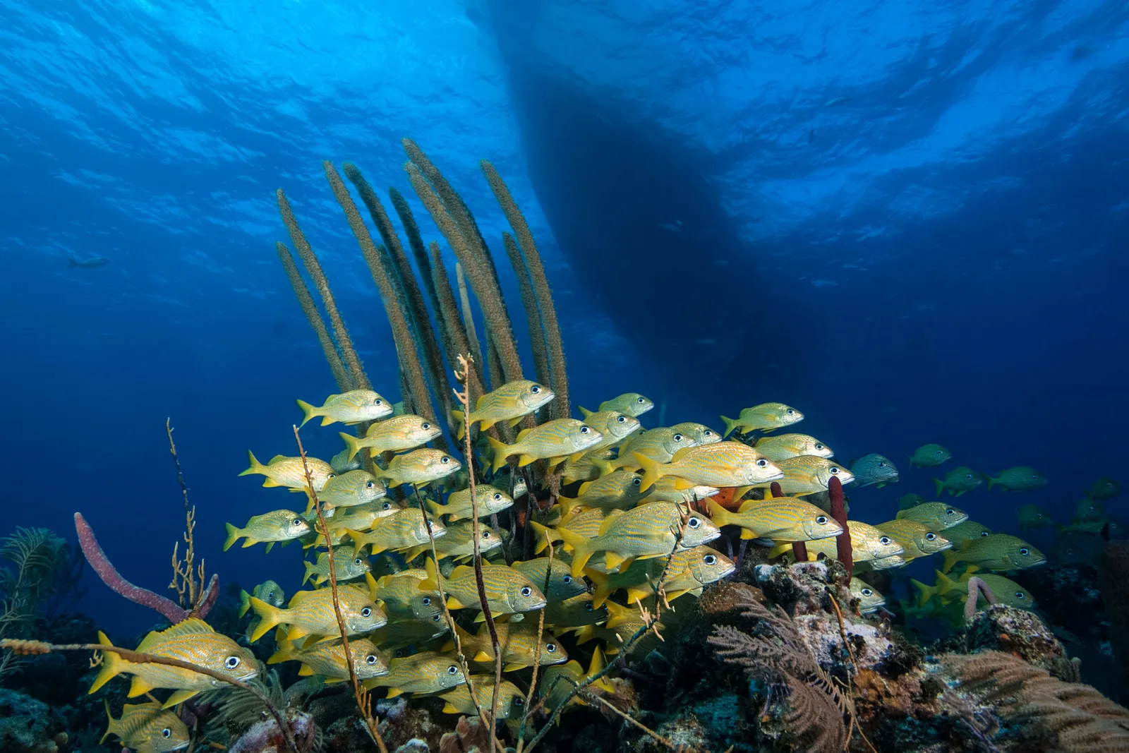 School of French grunts above the corals