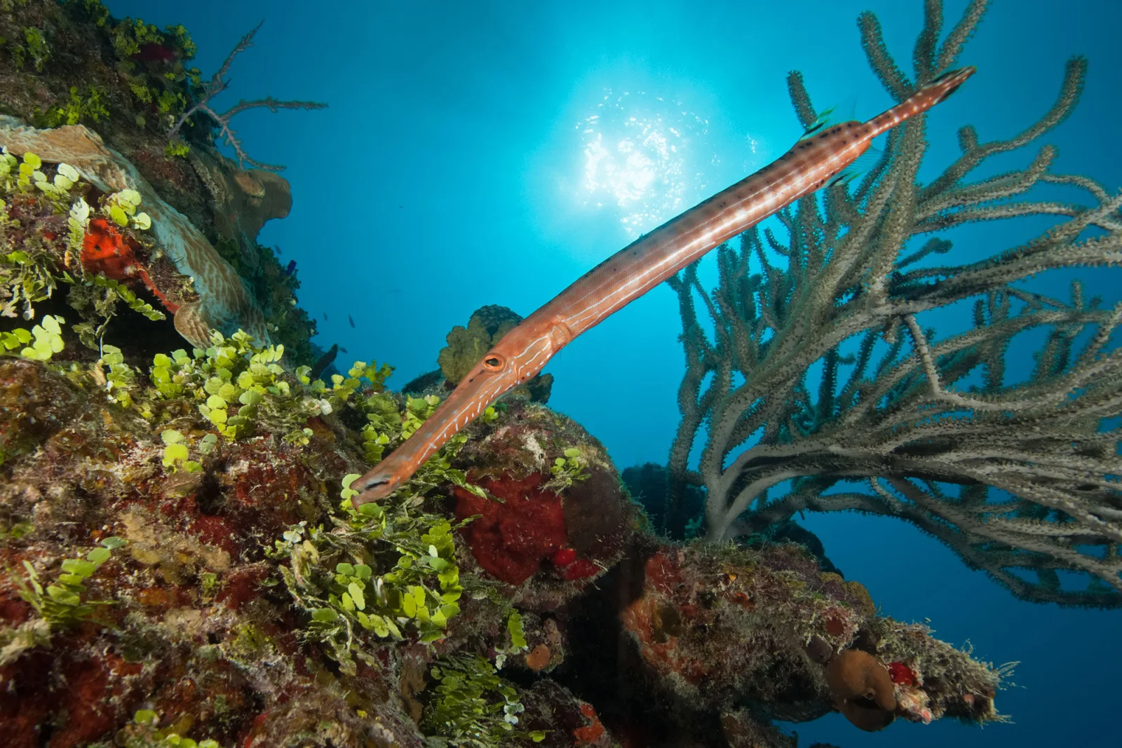 Trumpetfish against soft corals