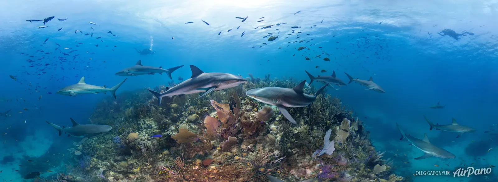 Акулы на коралловом рифе