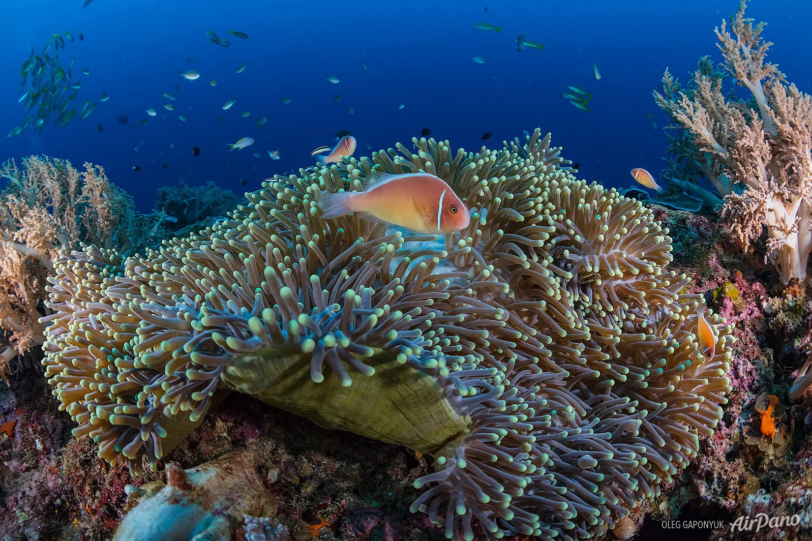 Рыба-клоун в актинии на коралловом рифе