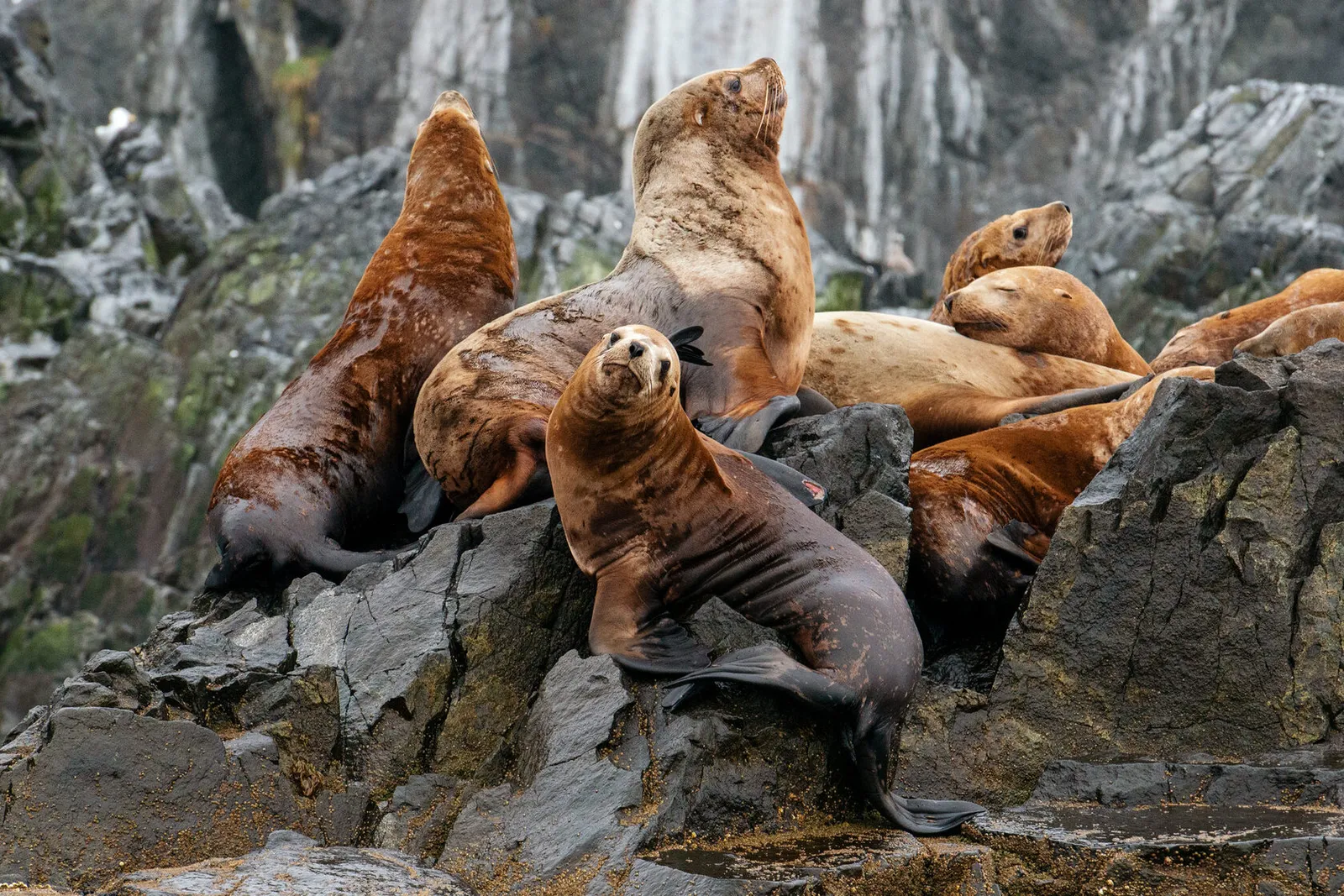 Дикие обитатели Камчатки