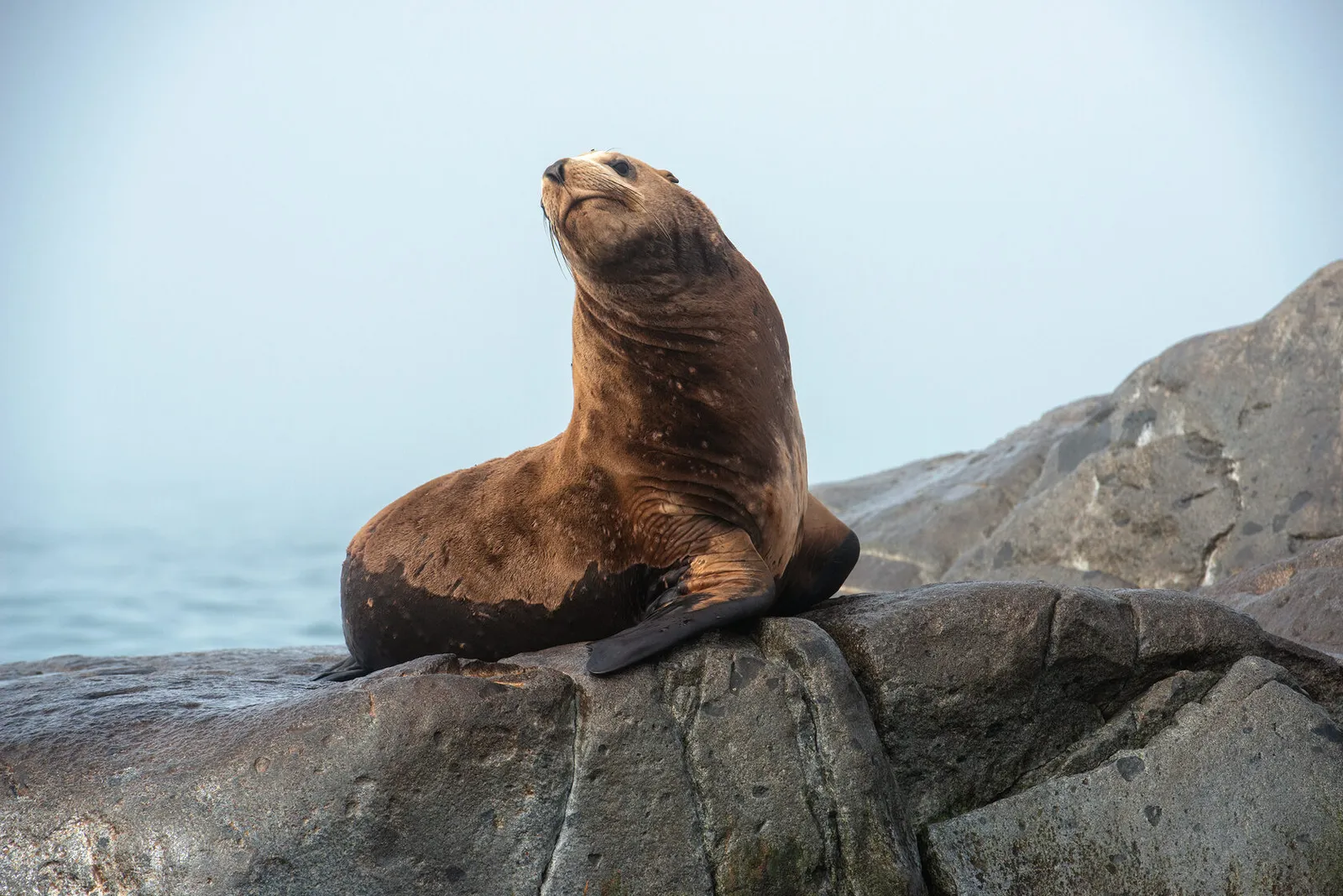Сивучи на камнях