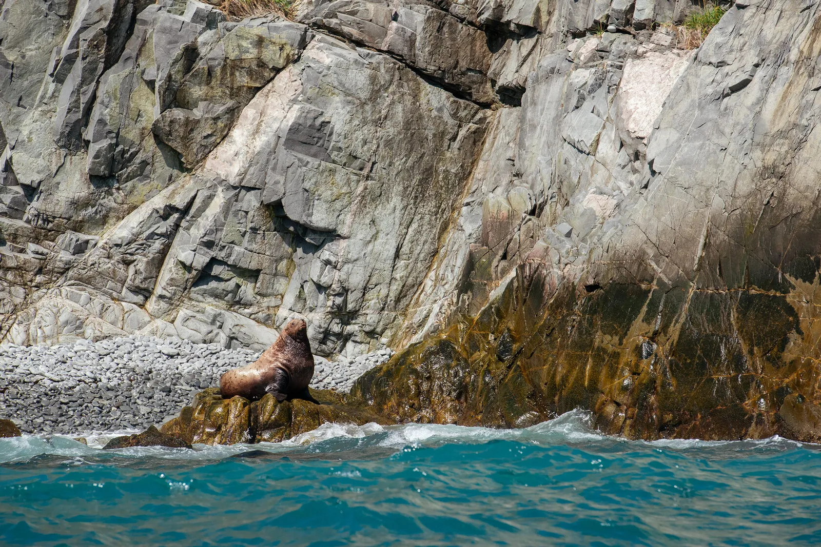 Колония сивучей