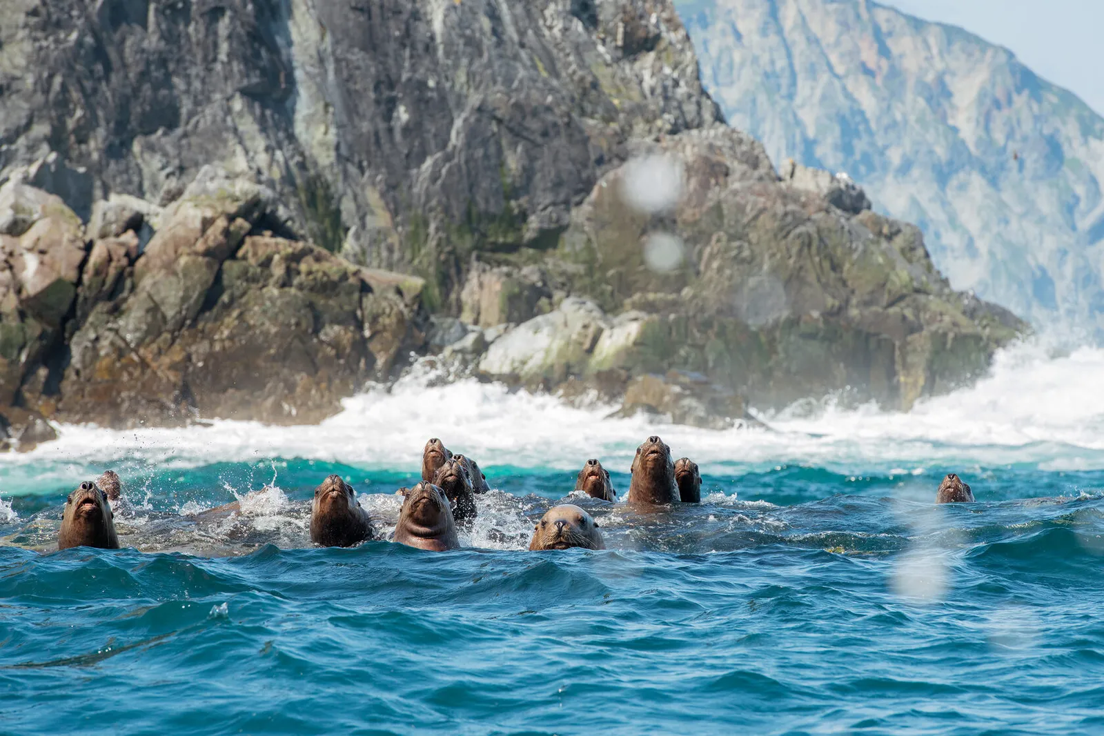 Тюлень крупным планом