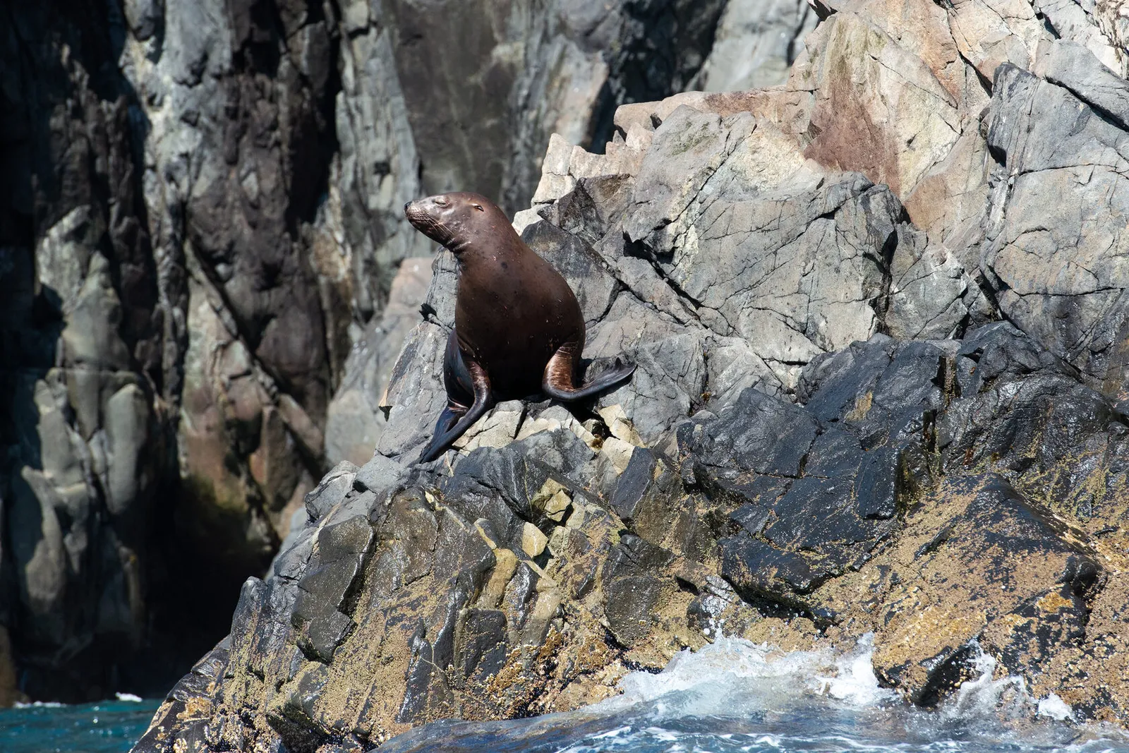 Сивучи в воде