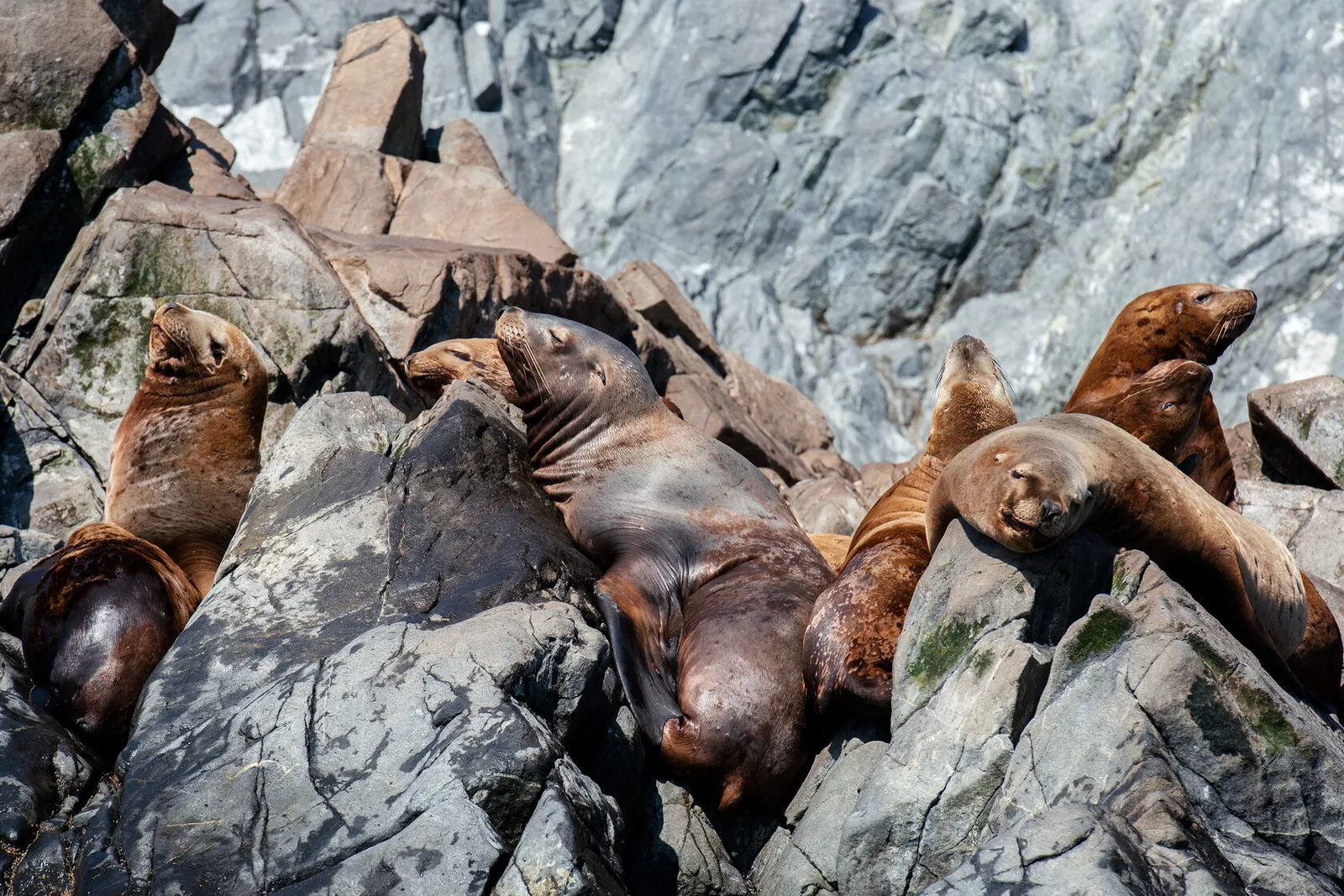 Лежбище тюленей