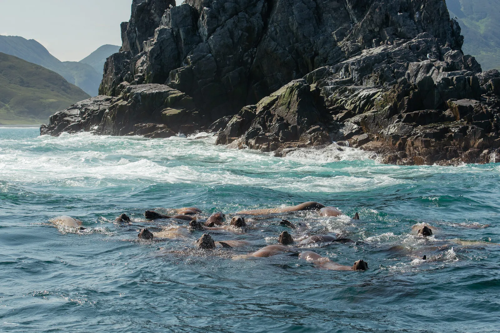 Сивучи Камчатки