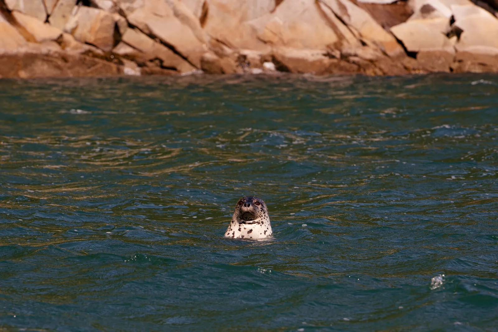 Ларга в воде