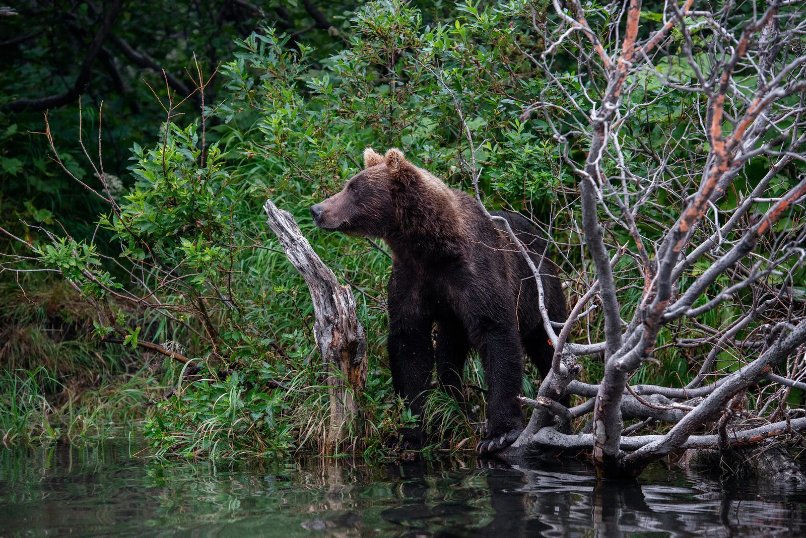 Медведь на рыбалке