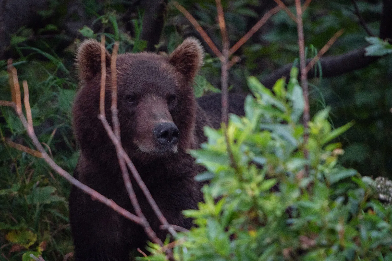 Бурый медведь Камчатки