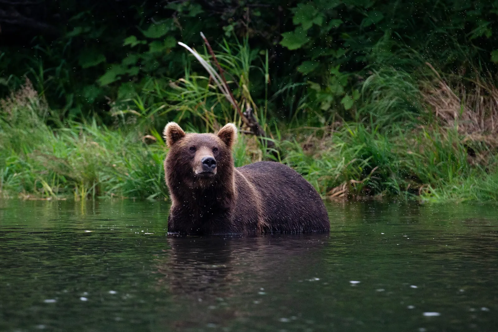 Медведь на реке