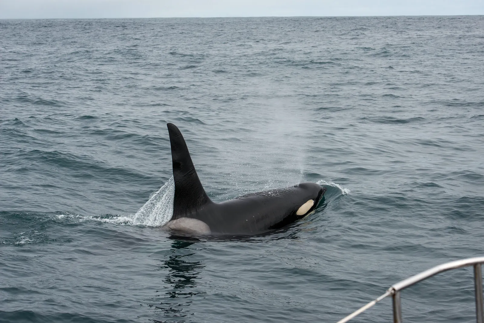 Косатки у берегов Камчатки