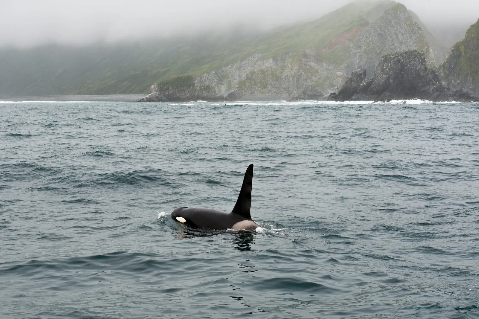 Косатка в океане