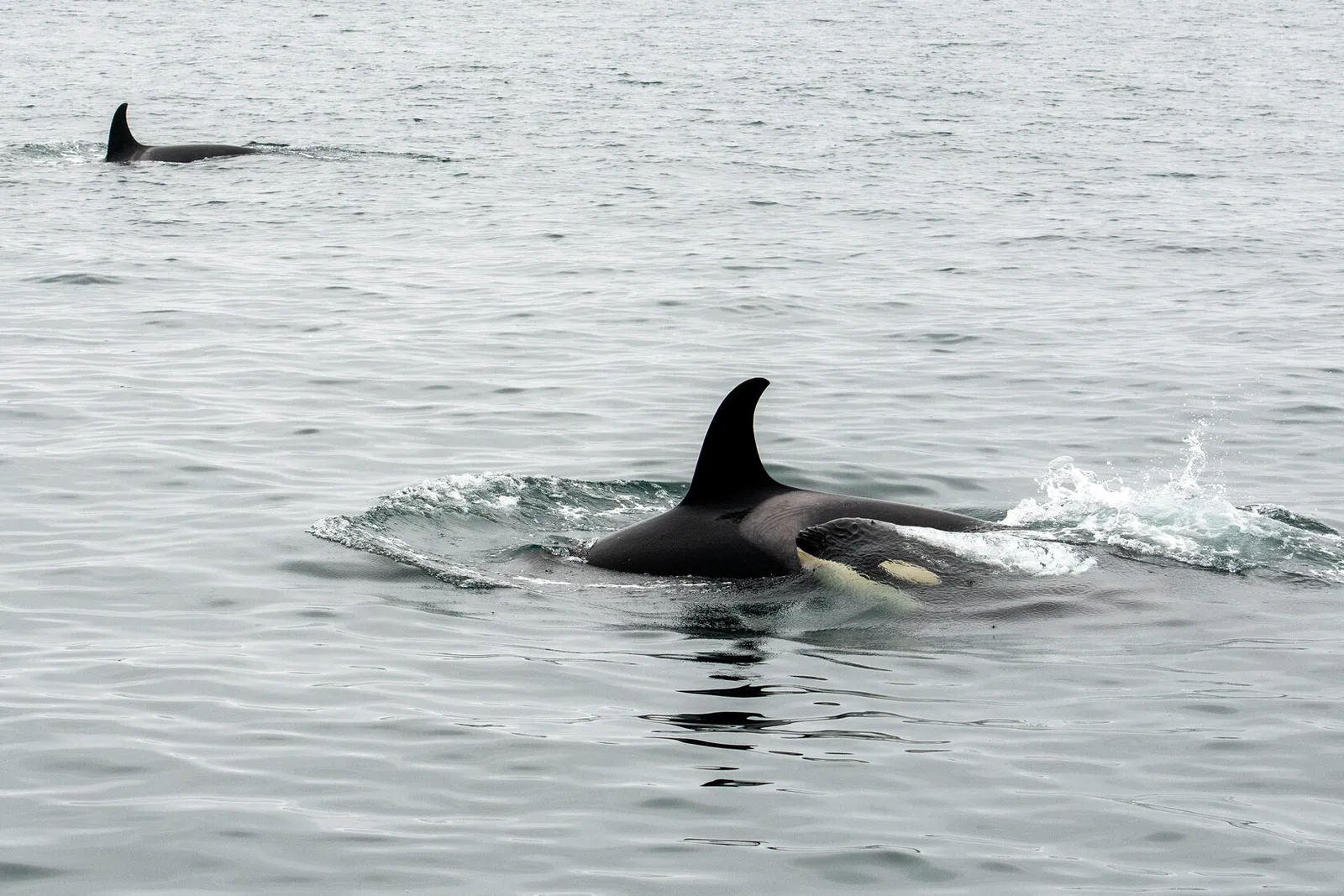 Плавник косатки