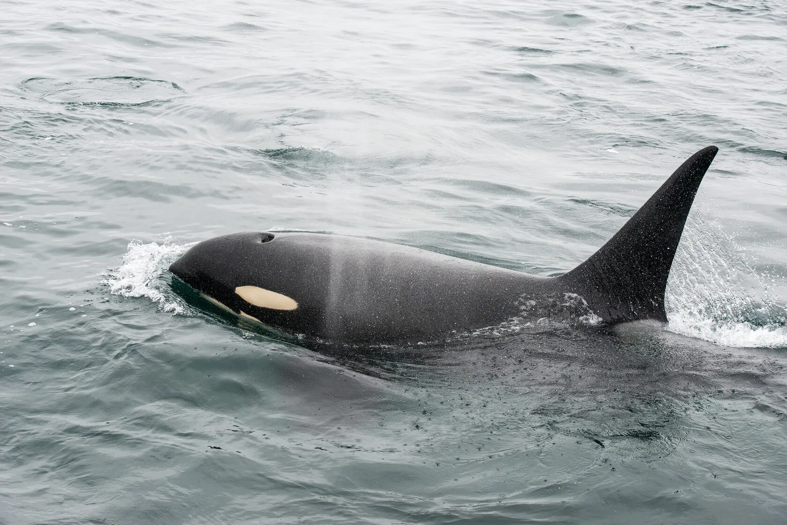 Косатки Камчатки