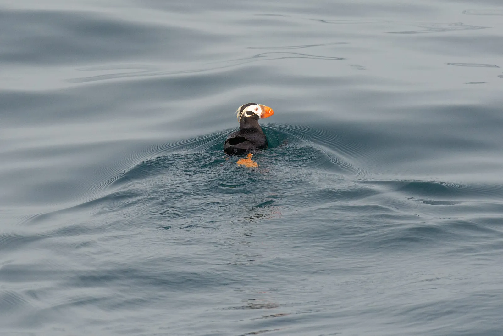 Морские птицы