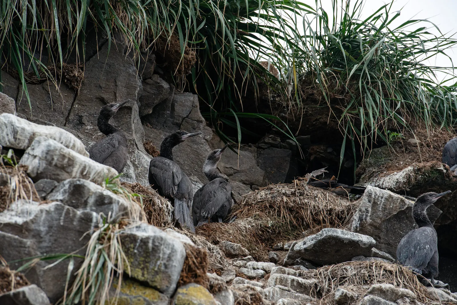 Тупик-топорок