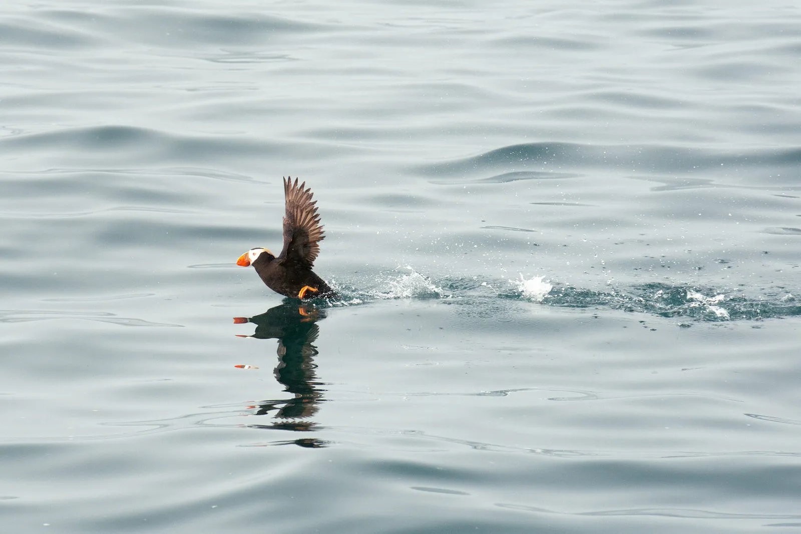 Птицы на скалах
