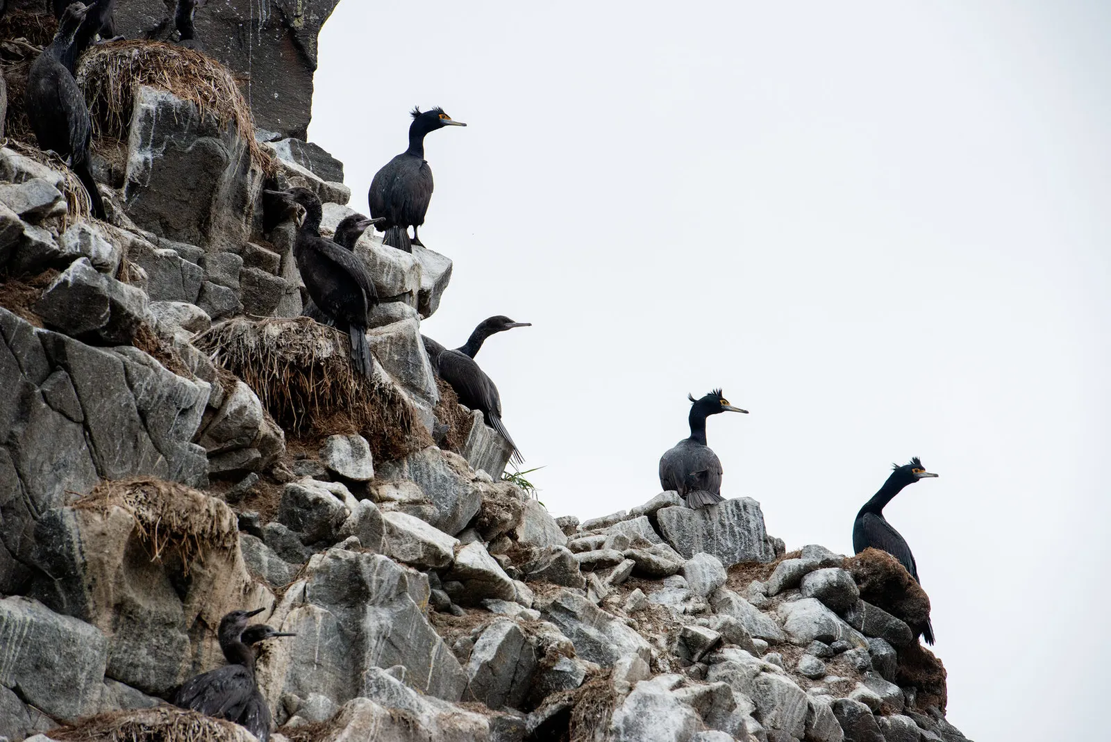 Колония птиц