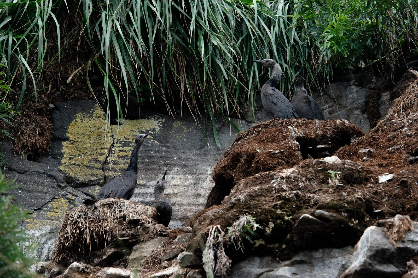 Морские птицы Камчатки