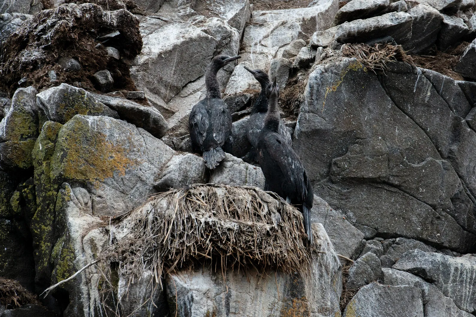 Птицы Камчатки