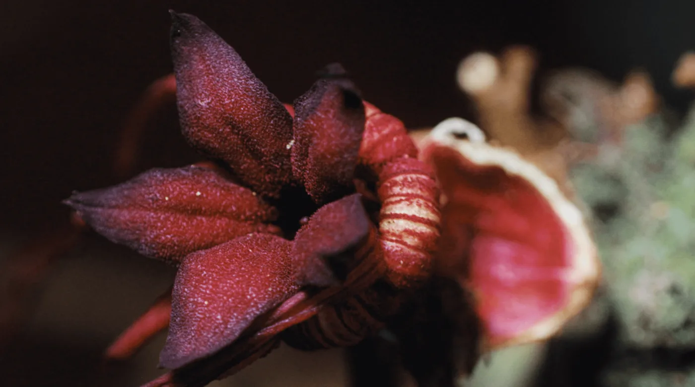 Ингредиент Central — экзотический тёмно-красный плод из высокогорий Перу