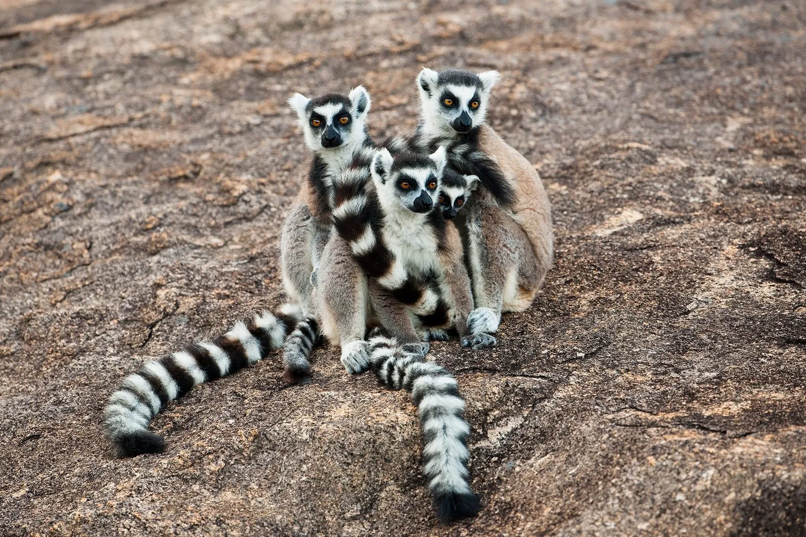 Лемуры Мадагаскара