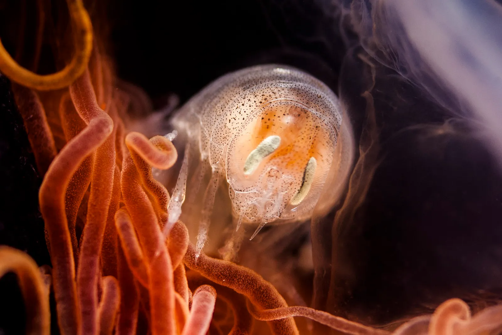 Морская жизнь Белого моря