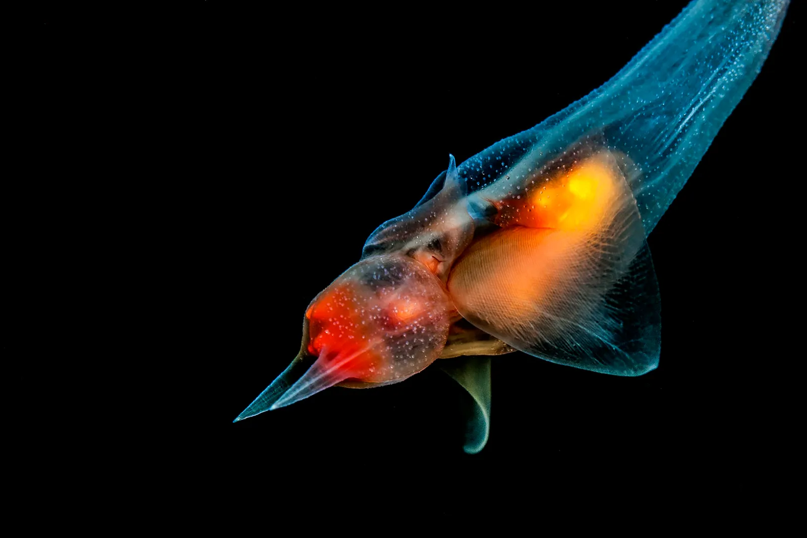 Подводная фотография