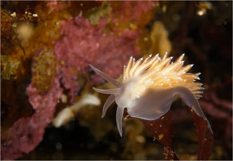 Обитатели Белого моря