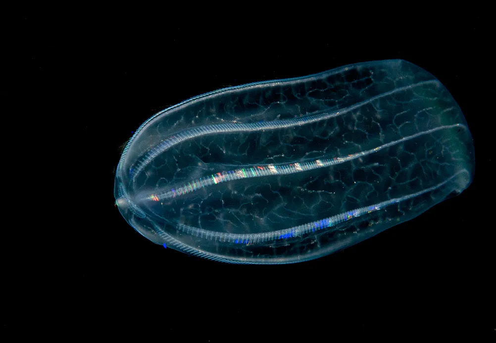 Подводный мир