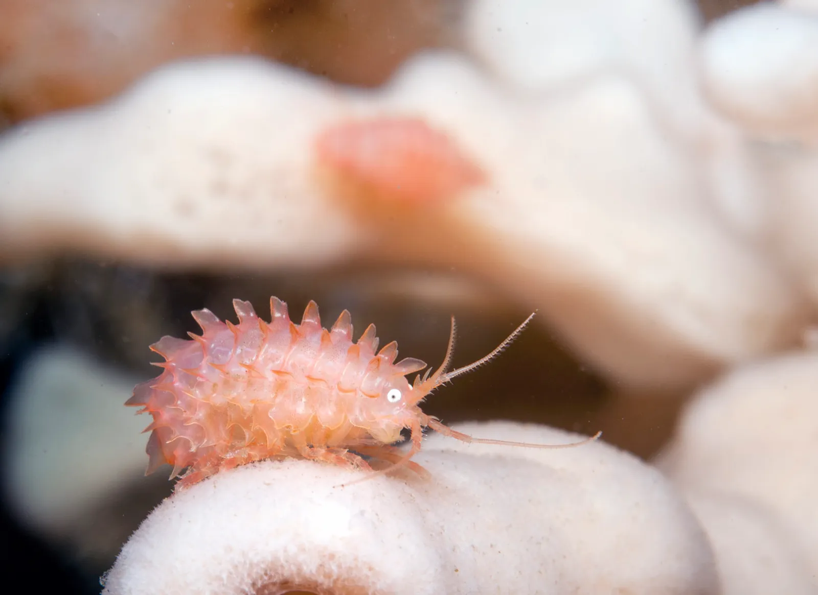 Арктический дайвинг