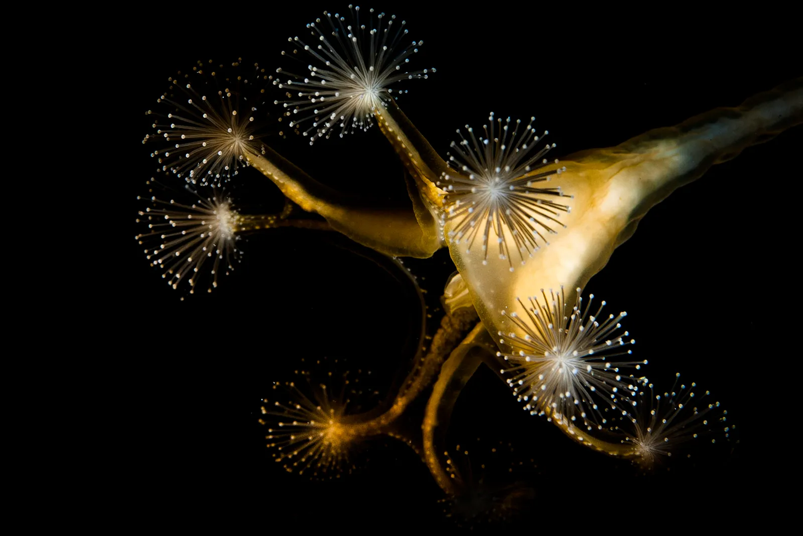 Подводная жизнь