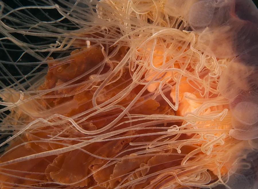 Арктическая экосистема