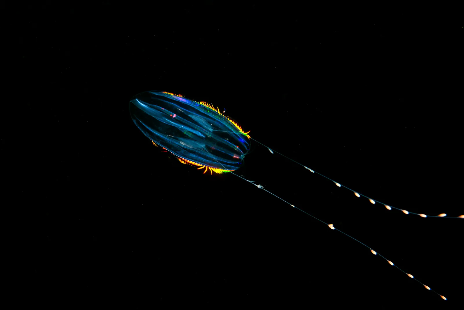 Фридайвинг в Белом море