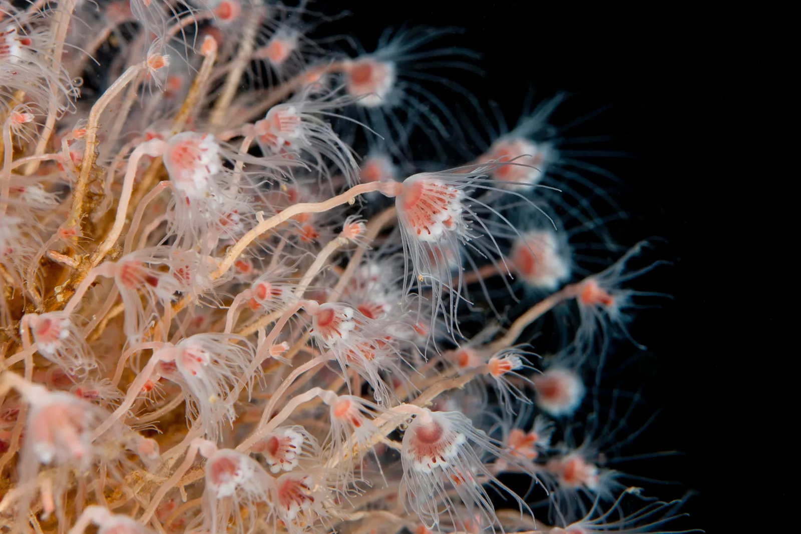 Морская фауна