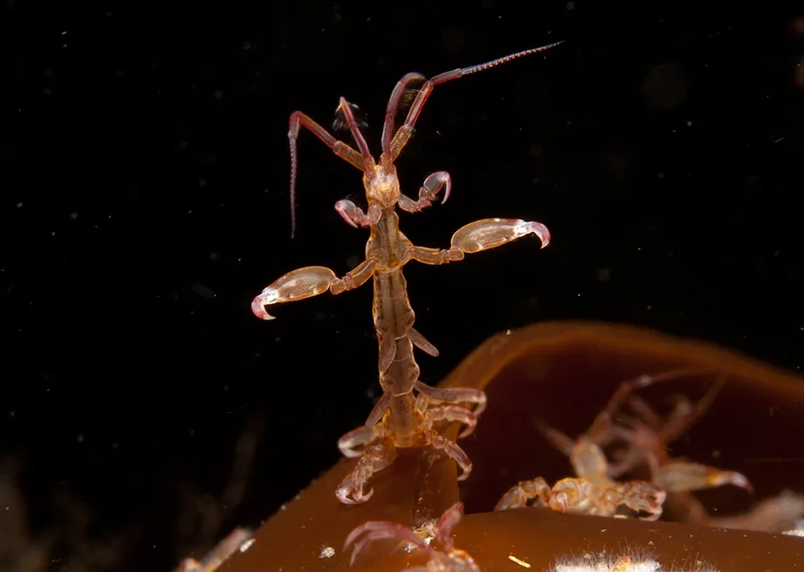 Подводные пейзажи