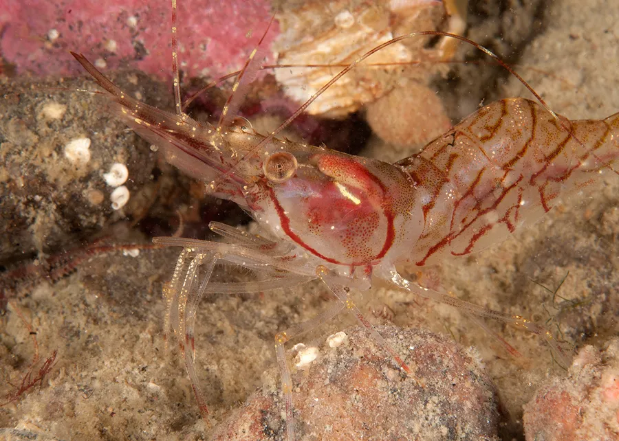 Белое море зимой