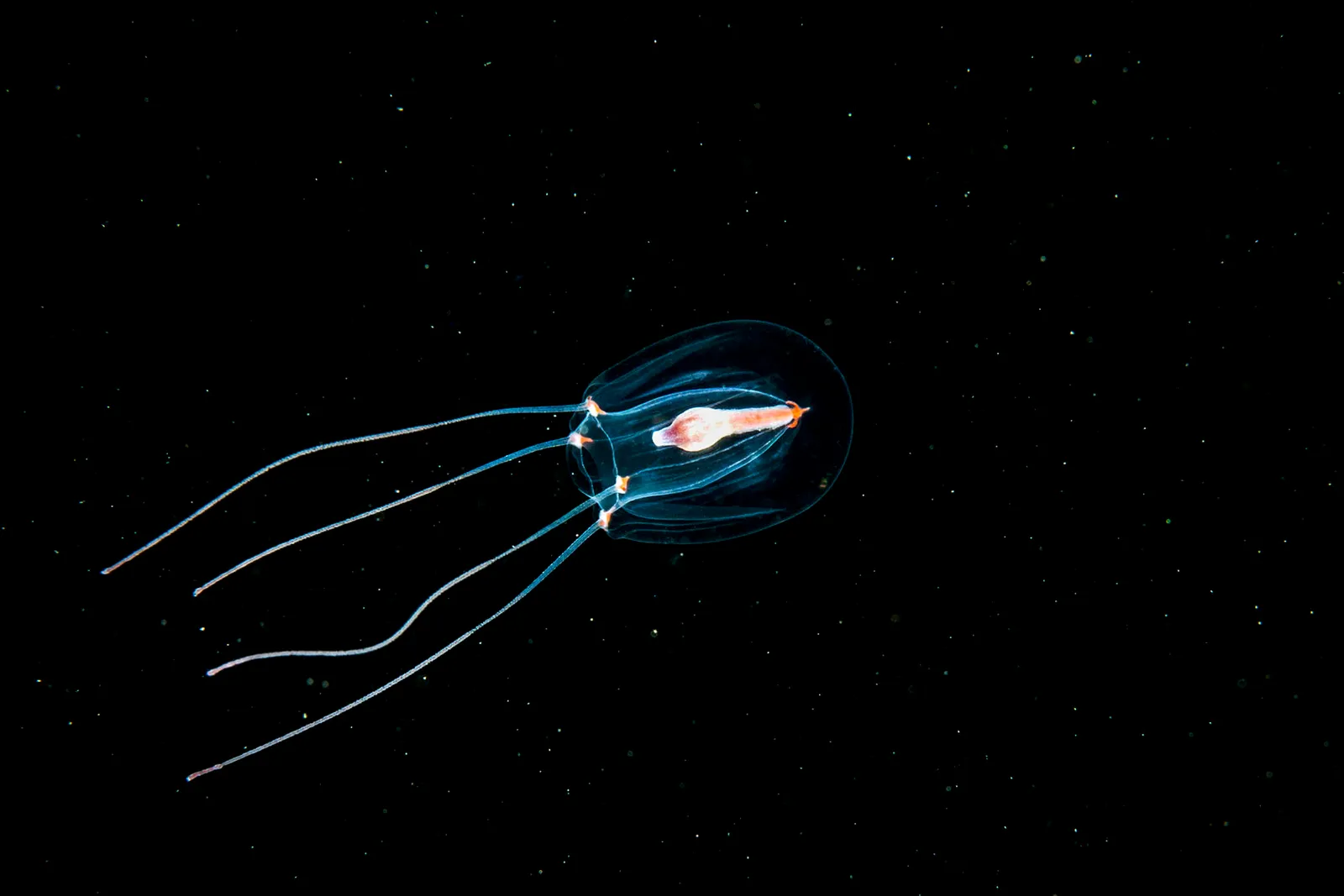 Подводный мир Арктики