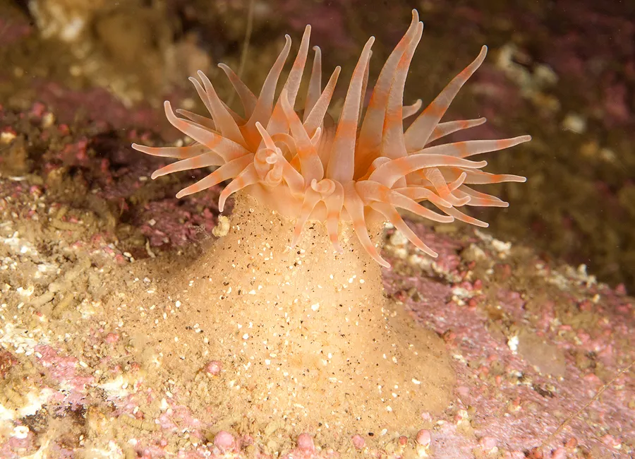 Красота Белого моря